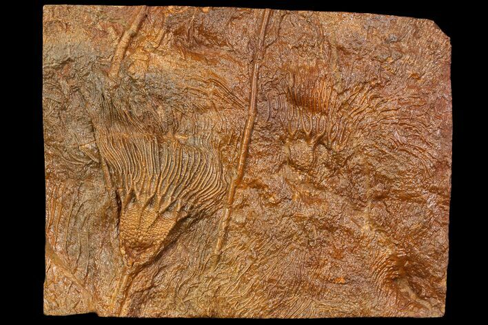 Silurian Fossil Crinoid (Scyphocrinites) Plate - Morocco #118544